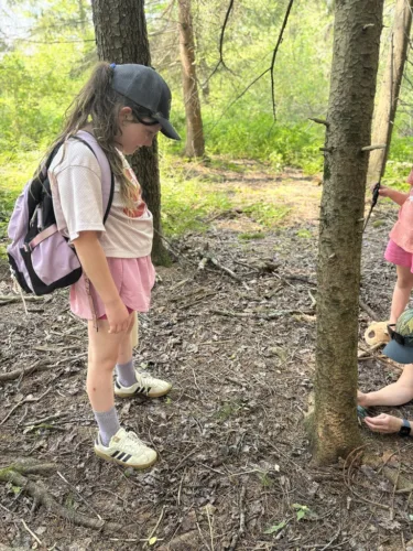 Discovering a herd of tree cattle